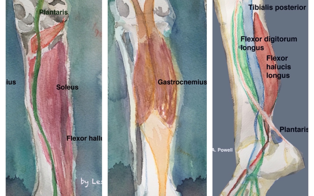 Embodied Anatomy: Training the Calves to Improve Posture